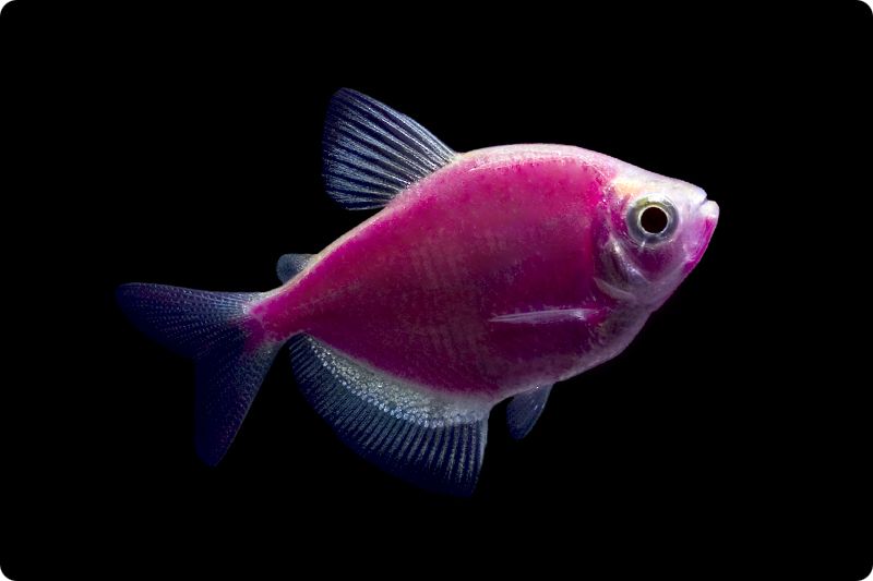 GloFish - * Tetra - Galactic Purple - 1-2 inch - Quantity of 6 - Special Order